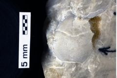 Foto (Detailansicht) von Oxythyreus gibbus (Reuss, 1858) (NHMW-GEO-1990-0041-0266)